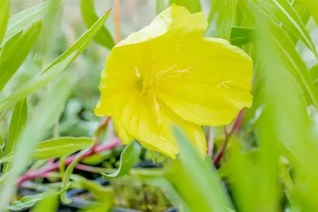 Oenothera macrocarpa - P9 - image 3