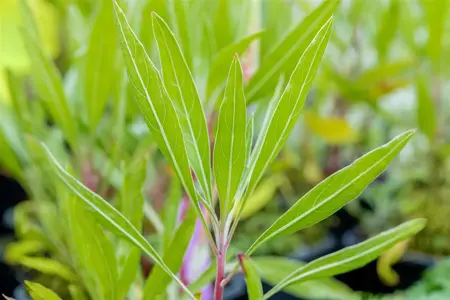 Oenothera macrocarpa - P9 - image 5