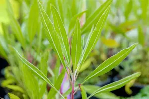 Oenothera macrocarpa - P9 - image 5