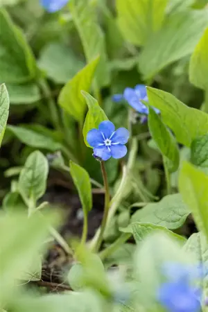 Omphalodes verna - P9 - image 5