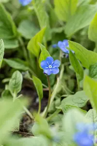 Omphalodes verna - P9 - image 5