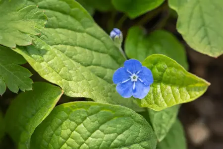 Omphalodes verna - P9 - image 3