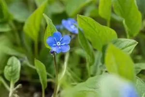 Omphalodes verna - P9 - image 4