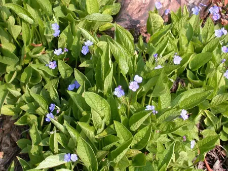 Omphalodes verna - P9 - image 1