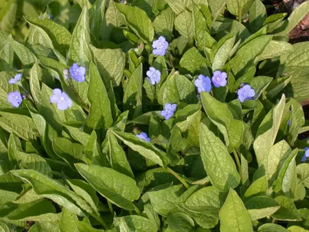Omphalodes verna - P9 - image 2