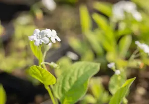 Omphalodes verna 'Alba'