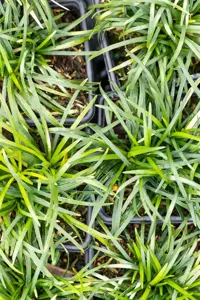 Ophiopogon jap. 'Minor' - P8 - image 3
