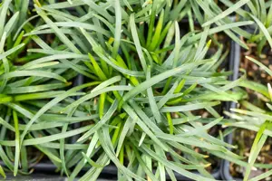 Ophiopogon jap. 'Minor' - P8 - image 2