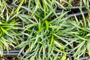 Ophiopogon jap. 'Minor Variegata'