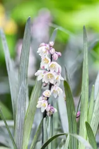 Ophiopogon plan. 'Niger' - 2 Ltr pot - image 3