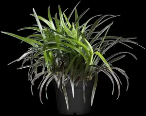 Ophiopogon plan. 'Niger'