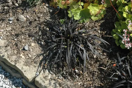 Ophiopogon plan. 'Niger' - 1.5 Ltr pot - image 2