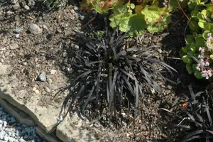 Ophiopogon plan. 'Niger' - 1.5 Ltr pot - image 2