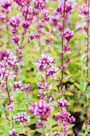 Origanum laev. 'Herrenhausen' - P9 - image 2