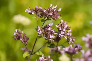 Origanum laev. 'Herrenhausen'