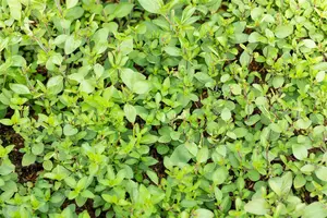 Origanum laev. 'Herrenhausen' - 2 Ltr pot - image 3