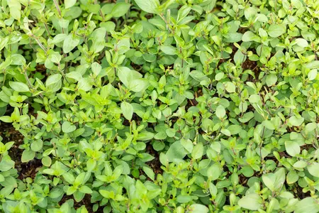 Origanum laev. 'Herrenhausen' - PLUG/CELGROWN 100 CEL TRAY - image 3
