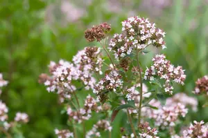 Origanum majorana 'Venezia' - P11