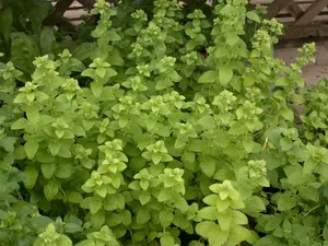Origanum onites
