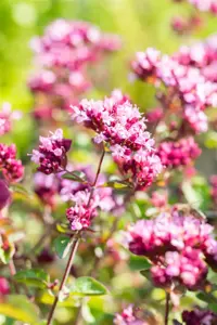 Origanum 'Rosenkuppel' - P9 - image 4