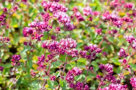 Origanum 'Rosenkuppel' - P9 - image 1