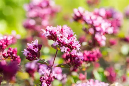 Origanum 'Rosenkuppel' - P9 - image 2
