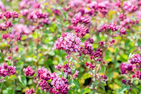 Origanum 'Rosenkuppel' - P9 - image 3