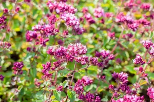 Origanum 'Rosenkuppel' - P11 - image 1