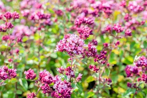 Origanum 'Rosenkuppel' - 2 Ltr pot - image 3