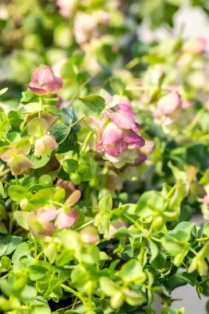 Origanum rot. 'Kent Beauty' - 2 Ltr pot - image 2