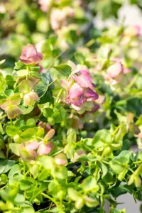 Origanum rot. 'Kent Beauty' - 2 Ltr pot - image 2