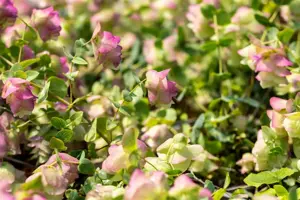 Origanum rot. 'Kent Beauty'
