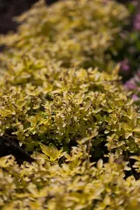 Origanum vulg. 'Aureum'