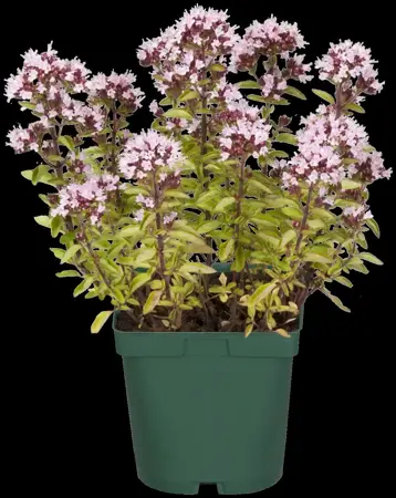 Origanum vulg. 'Aureum' - P9 - image 4