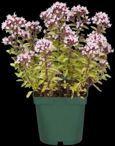 Origanum vulg. 'Aureum' - P9 - image 4