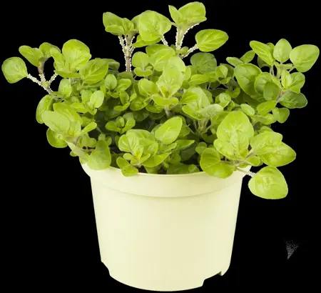 Origanum vulg. 'Aureum' - P9 - image 3