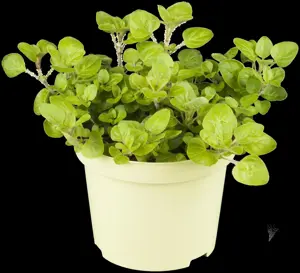 Origanum vulg. 'Aureum' - P9 - image 3