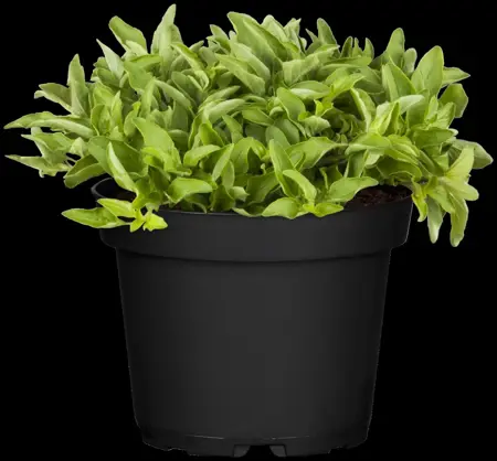 Origanum vulg. 'Aureum' - P9 - image 2