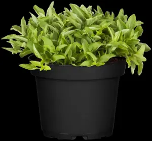Origanum vulg. 'Aureum' - P9 - image 2
