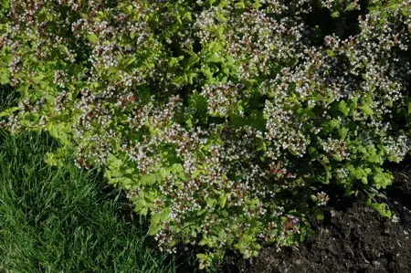 Origanum vulg. 'Aureum' - P9 - image 5