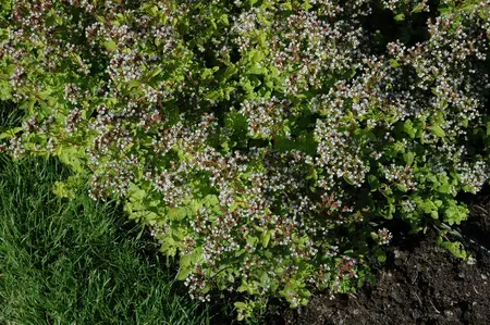 Origanum vulg. 'Aureum' - PLUG/CELGROWN 104 CEL TRAY - image 2