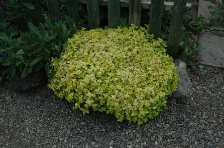 Origanum vulg. 'Aureum' - PLUG/CELGROWN 100 CEL TRAY - image 3