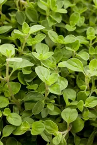 Origanum vulg. 'Compactum'