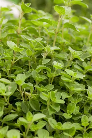 Origanum vulg. 'Compactum' - P9 - image 2