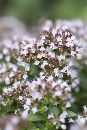 Origanum vulg. 'Compactum' - P9 - image 4