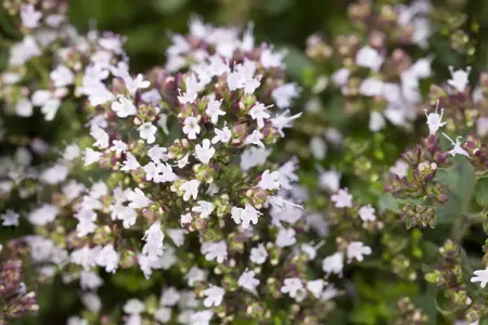 Origanum vulg. 'Compactum' - P9 - image 3