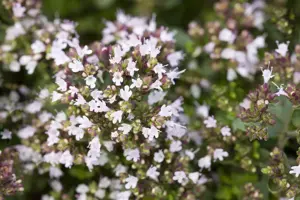 Origanum vulg. 'Compactum' - P13 - image 3
