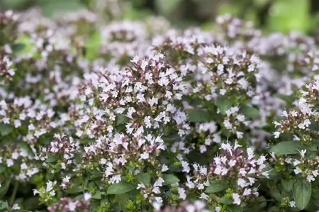 Origanum vulg. 'Compactum' - P9 - image 5