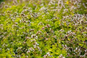 Origanum vulg. 'Thumble's Variety'