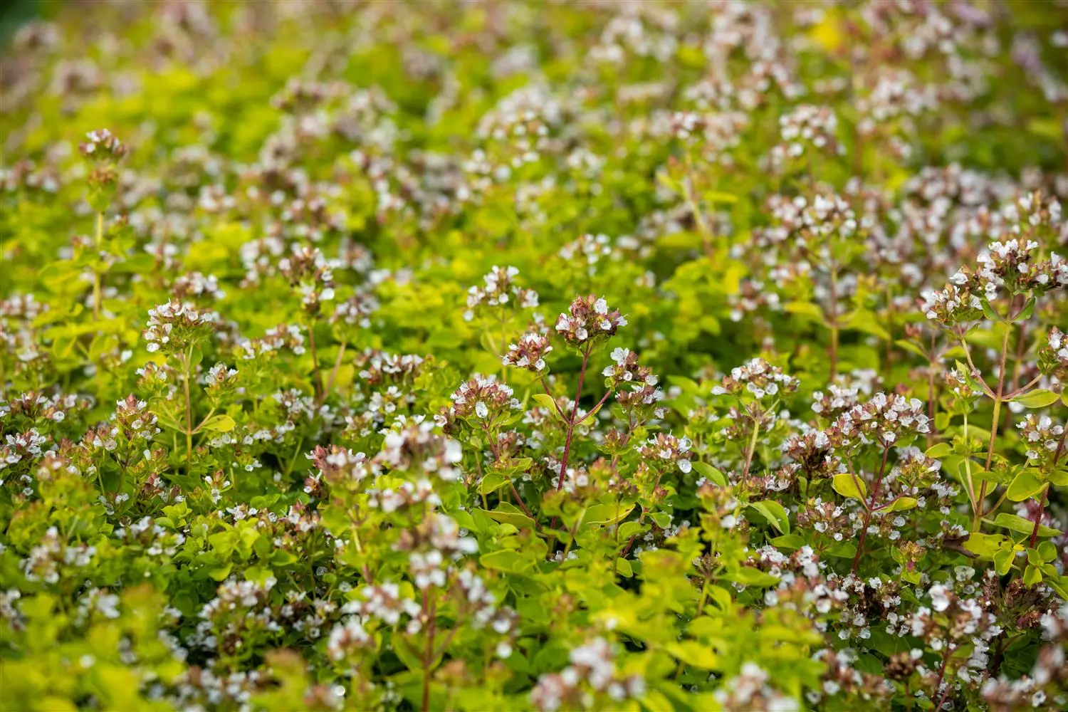 Origanum vulg. 'Thumble's Variety' - P9